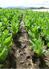 Cigar seeds are selected for growing. It takes approximately six weeks to germinate seeds before transplanting to a field; six weeks to grow the tobacco plant to maturity; six weeks for a complete harvest, followed by a series of periods of fermentation. In the fermentation stage