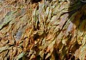 Standard aging time is 18 months to two years, although some manufacturers keep inventories of tobacco as old as 10 years