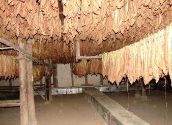  fermented tobacco is wrapped in bales