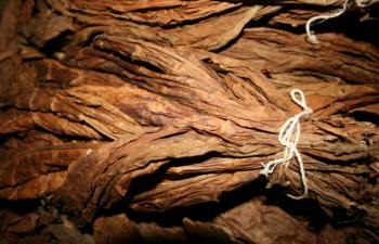 After the leaves are dried, they are carefully laid into large piles for fermentation, where they are kept for several months