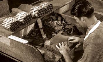 Manufacturing Process of Cigars